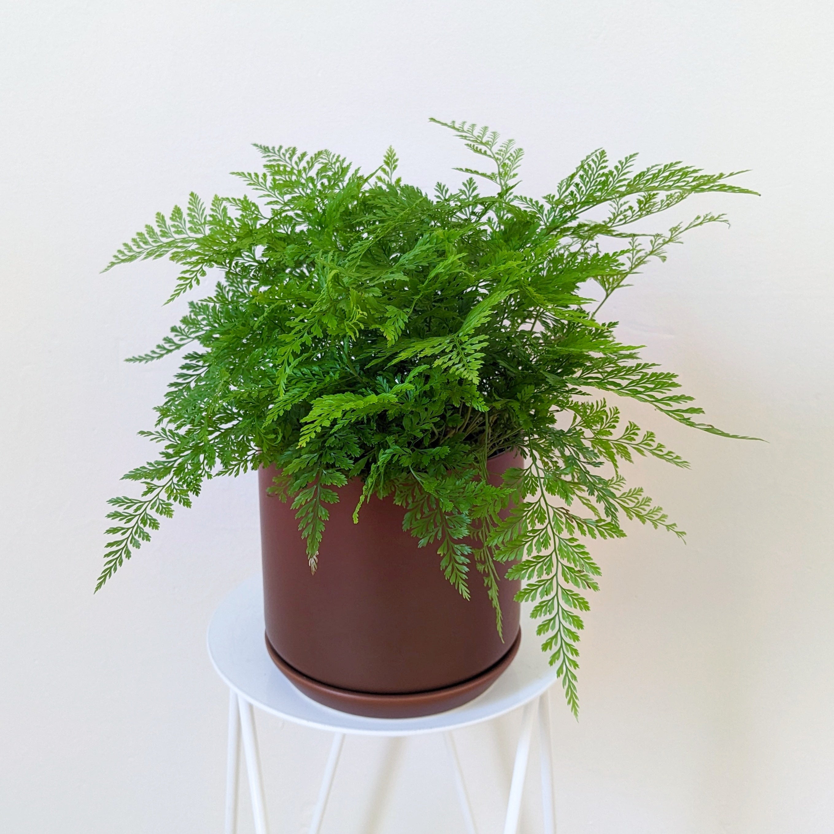 Davallia fejeensis (Rabbit's Foot Fern) - 14cm squat pot